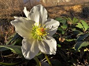 68 Elleboro in fiore